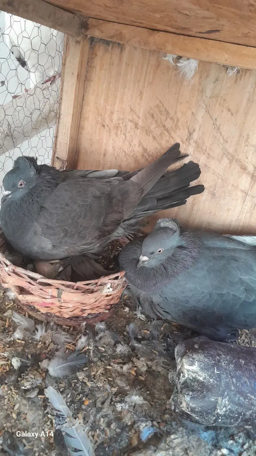 کبوتر رواعب لانگ فیس|پرنده|قم, حاج زینل|دیوار