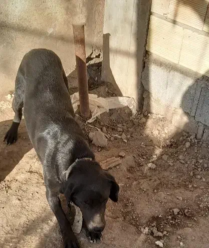 سگ شکاری|سگ|تالش, هشتپر|دیوار