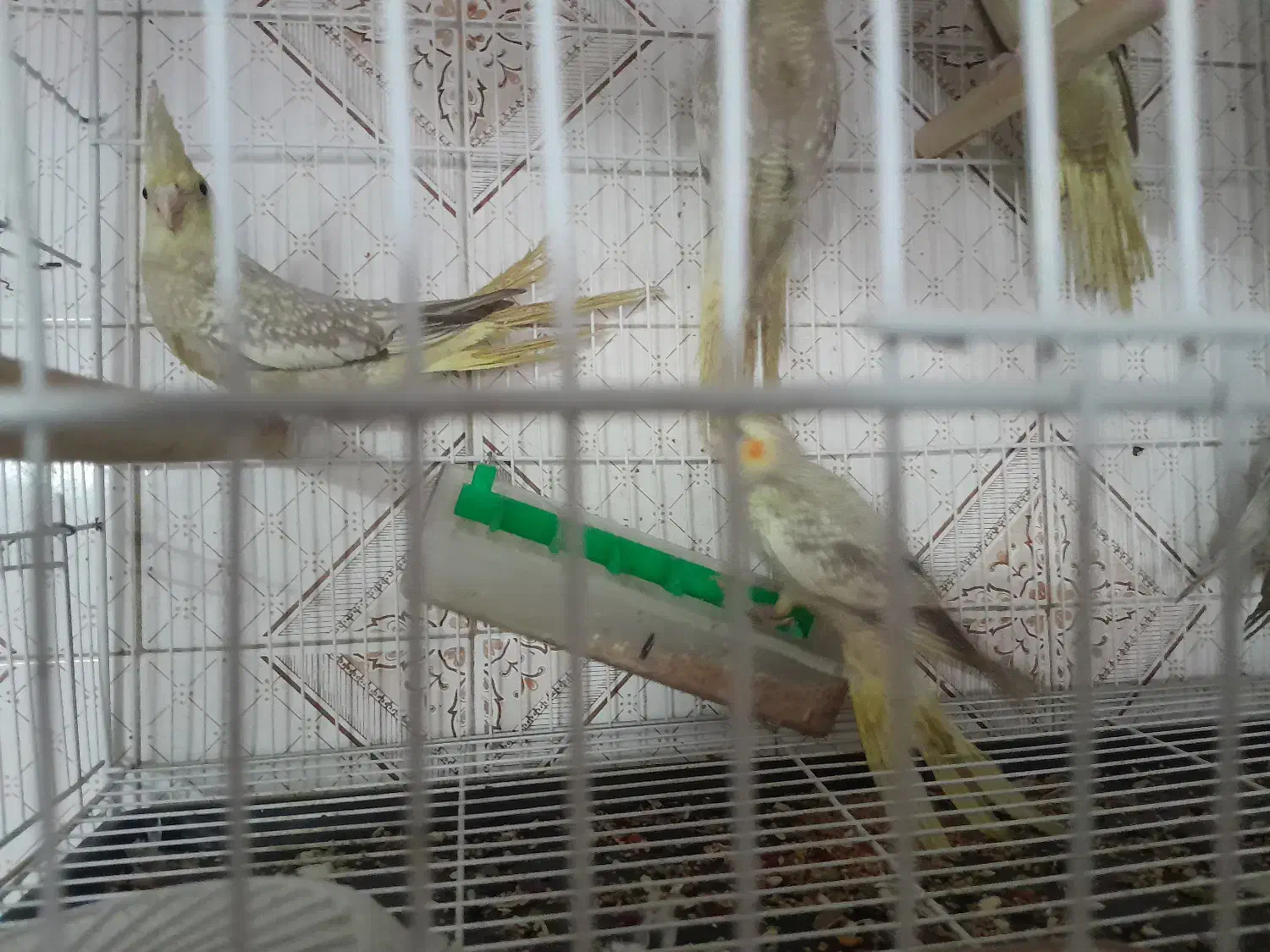 ۳ عدد طوطی عروس هلندی سالم وسرحال بدون مریضی|پرنده|بابل, |دیوار