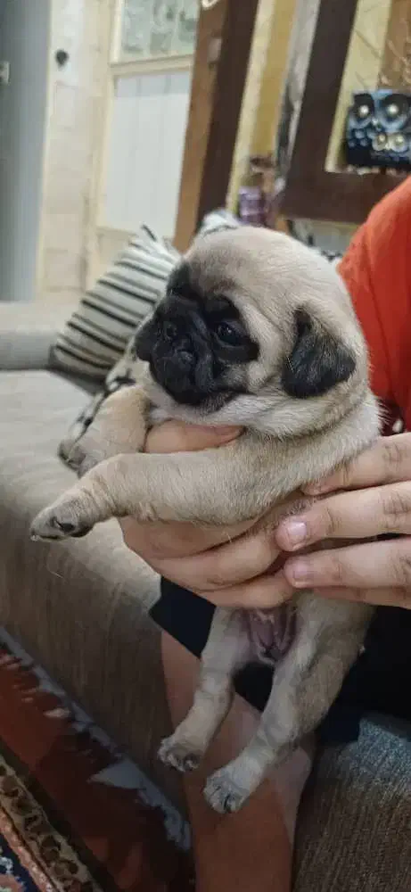 واگذاری|سگ|شاهینشهر, دکتر حسابی|دیوار