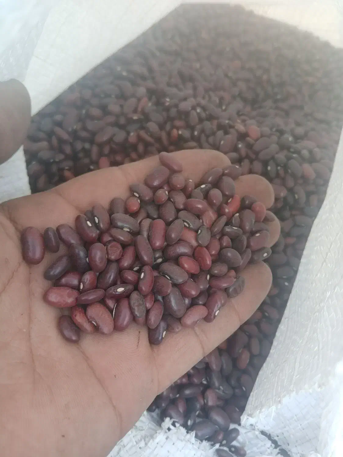 لوبیا قرمز و چیتی و عدس|خوردنی و آشامیدنی|اندیمشک, |دیوار