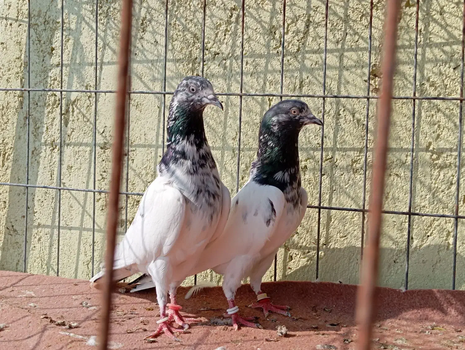 کبوتر پاکستانی تیدی|پرنده|بندرعباس, |دیوار