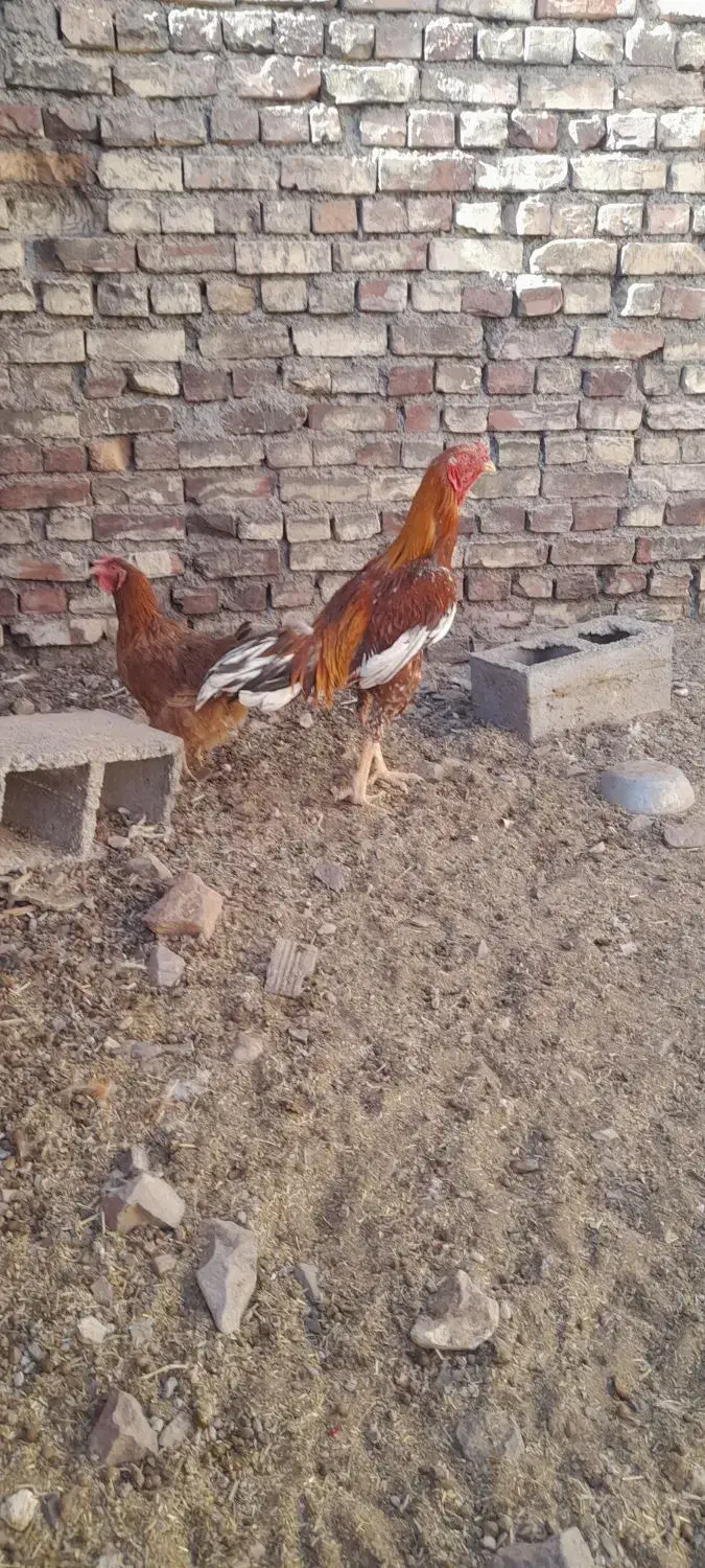 خروس لاری و یه مرغ ولایتی|حیوانات مزرعه|قهستان, |دیوار