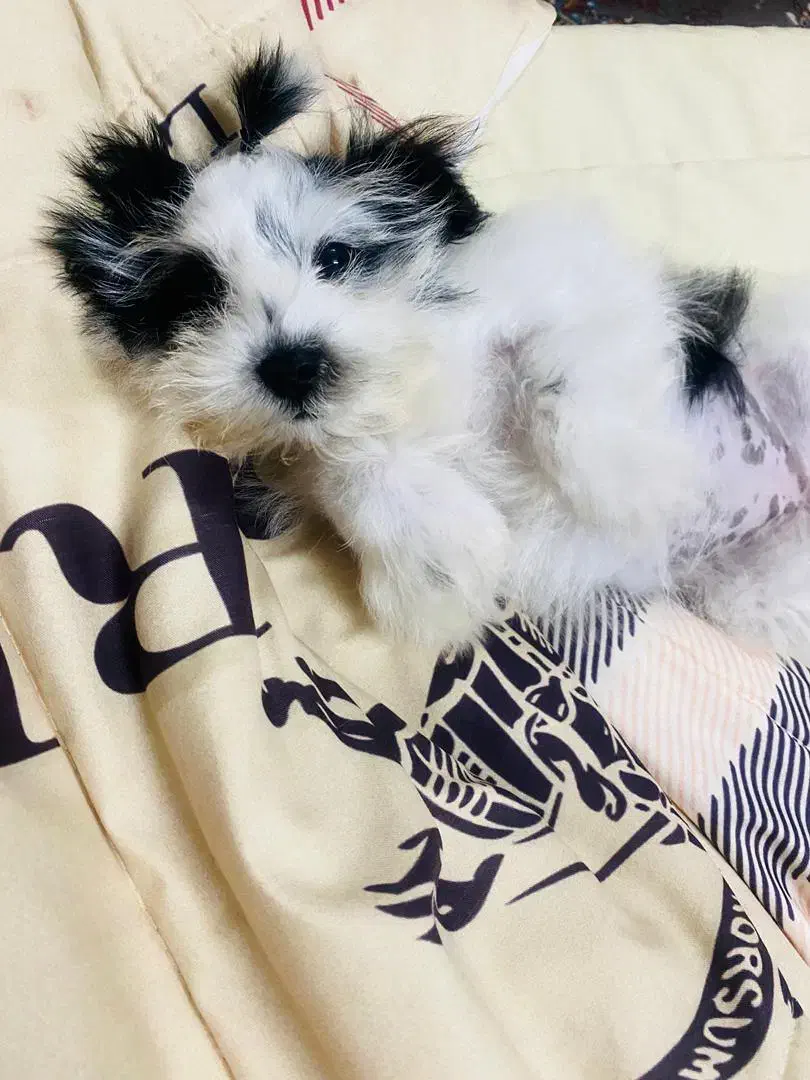 سگ خیلی کوچیک|سگ|سنگر, |دیوار