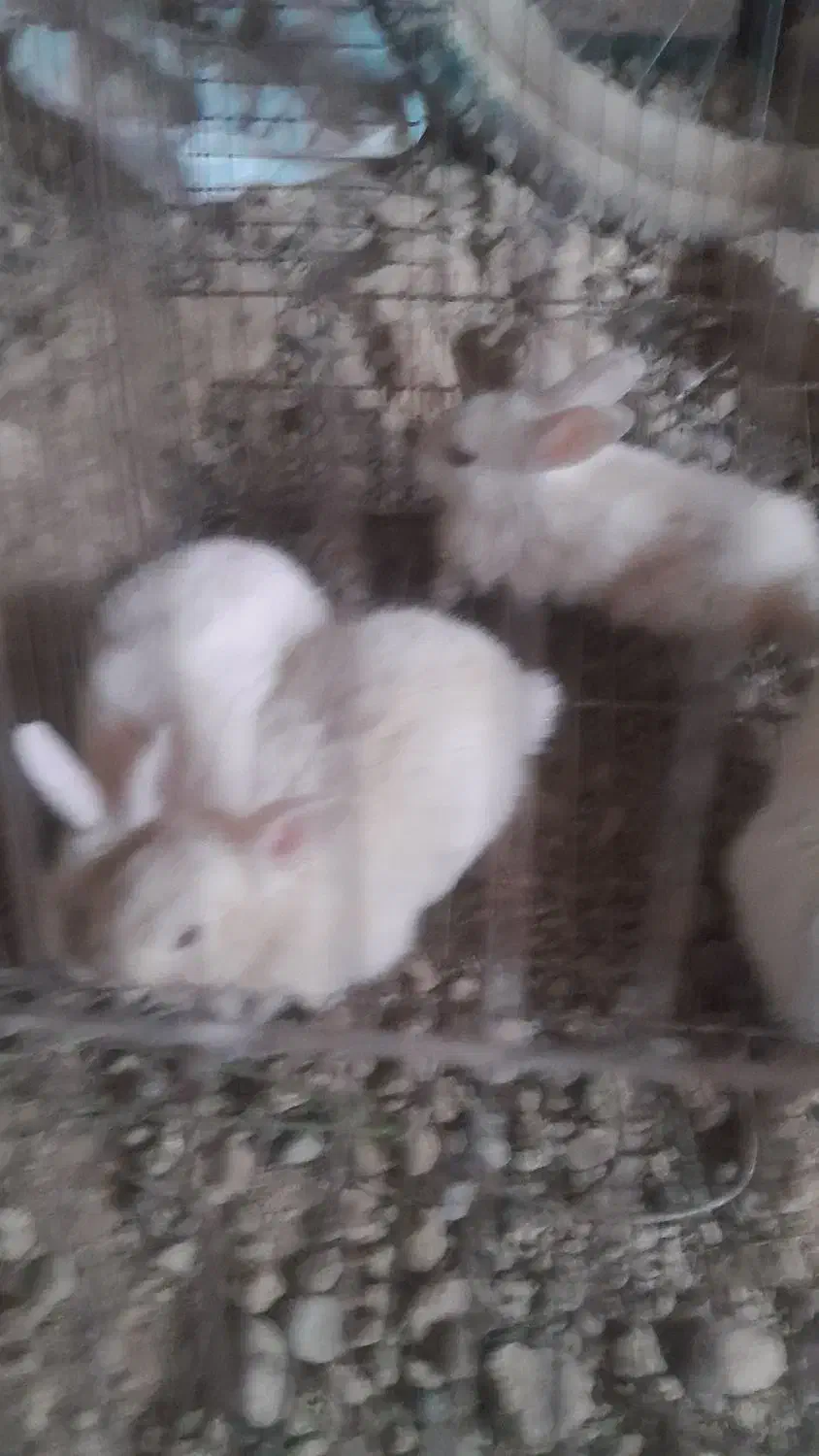 بچه خرگوش دونه ۲۵۰|موش و خرگوش|ورامین, ورامین|دیوار