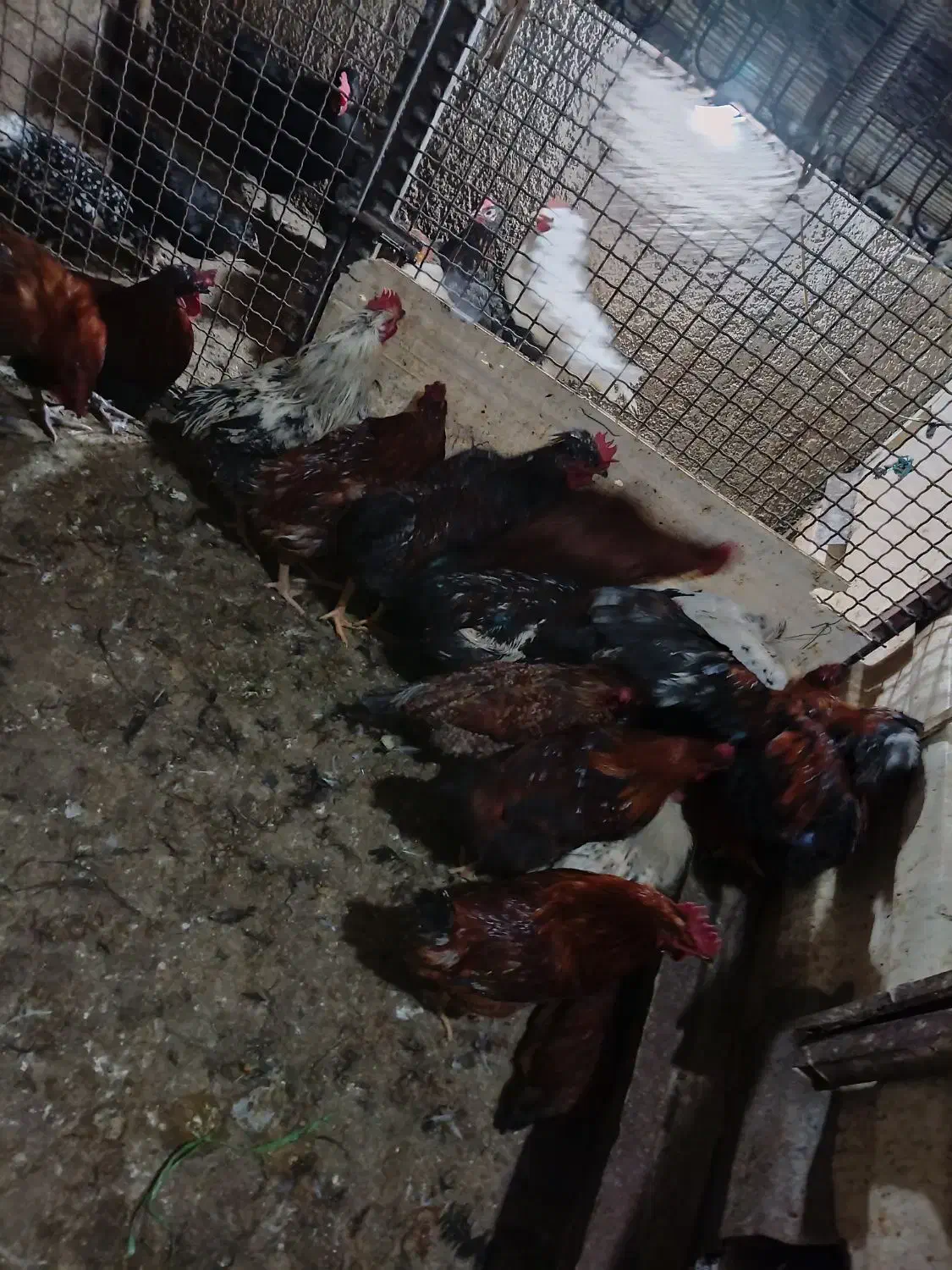 خروس محلی|پرنده|هشتگرد, شهرک وحدت|دیوار