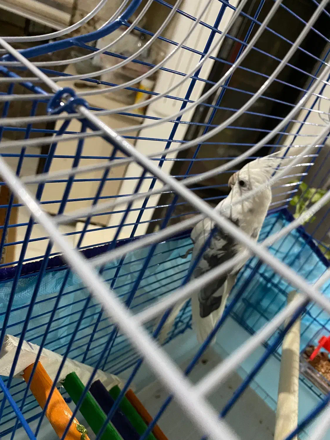 عروس هلندی|پرنده|رحیم‌آباد, |دیوار