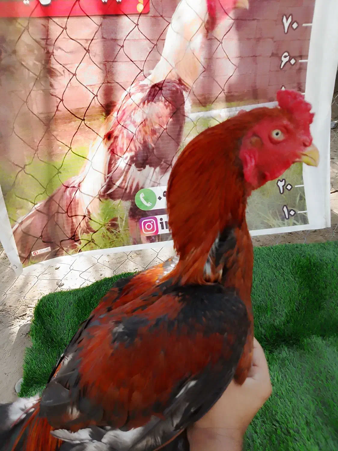 مرغ و خروس|حیوانات مزرعه|بند زرک, |دیوار