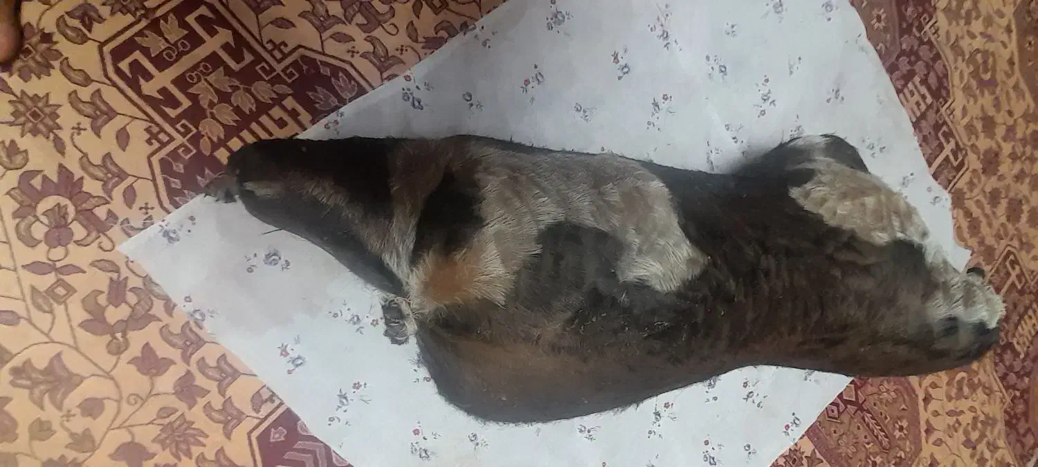 دو عدد هیزه جا روغن|ظروف نگهدارنده، پلاستیکی، یک‌بارمصرف|دورود, |دیوار