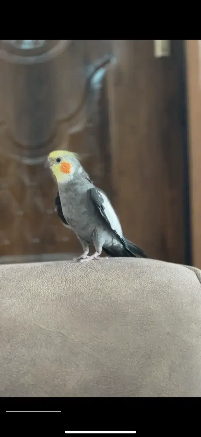 پرنده گمشده|پرنده|کاشان, سال آباد|دیوار