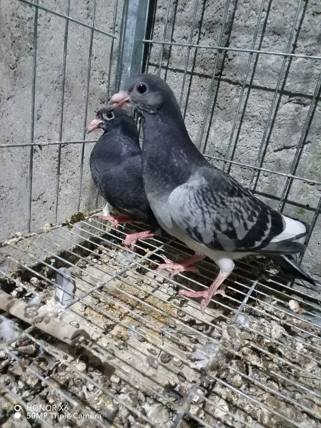 کفتر زاجر|پرنده|اردکان, |دیوار