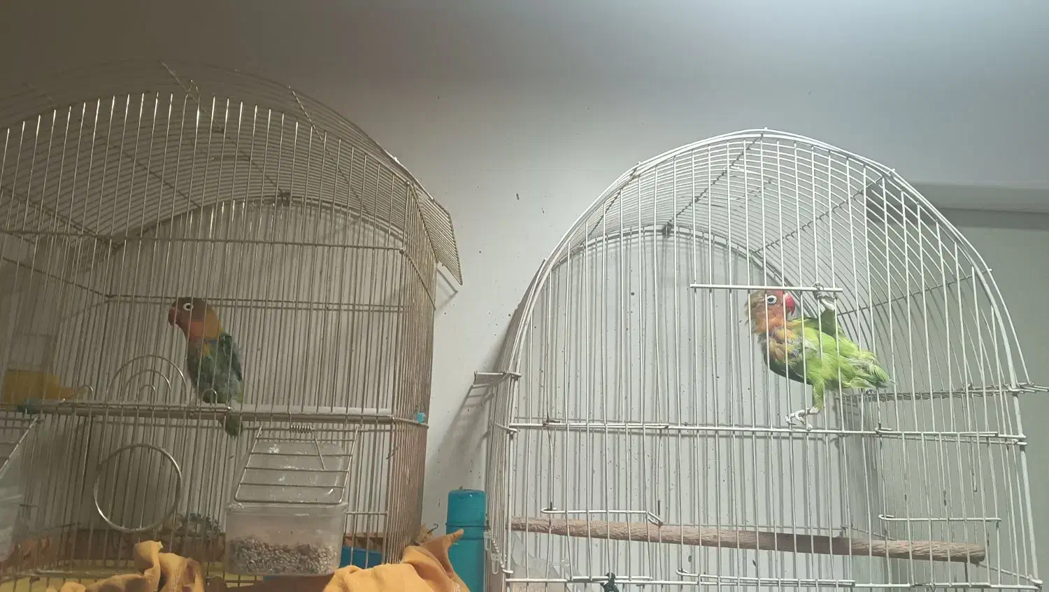 یک جفت طوطی برزیلی تخم گذار|پرنده|هشتگرد, فاز ۱ مهستان|دیوار