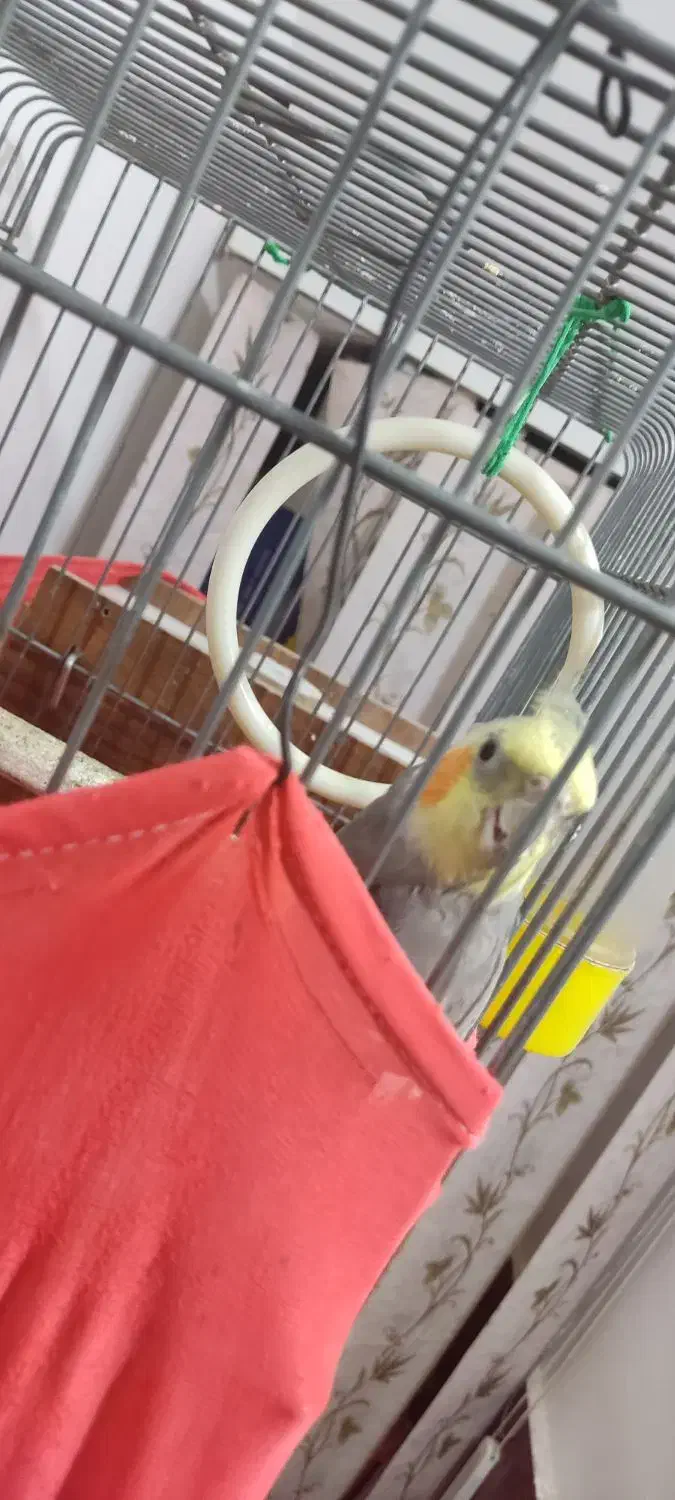 عروس هلندی|پرنده|مشگین شهر, |دیوار