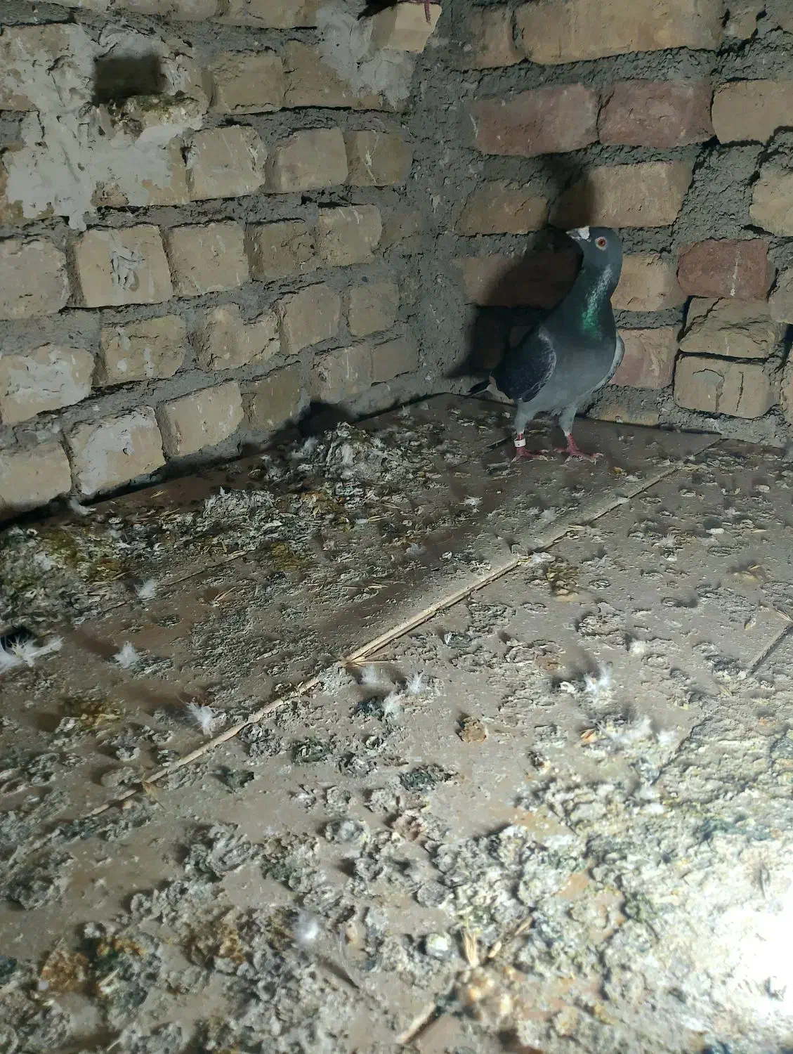 سبز|حیوانات|مشهد, صیدآباد|دیوار