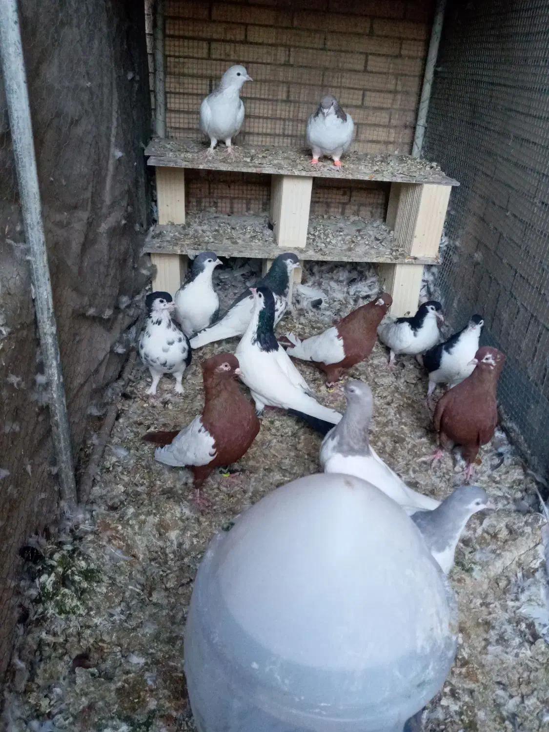 کبوتر نقش آس درجه یک|پرنده|طبس, |دیوار