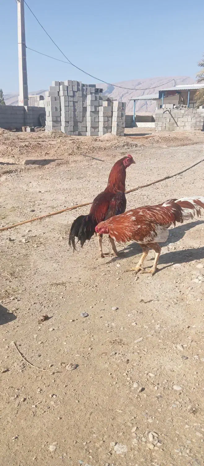 خروس|پرنده|فین, |دیوار