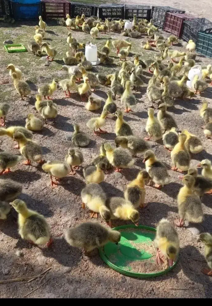 جوجه غاز سه روزه ۱۸۵۰۰۰|حیوانات مزرعه|تهران, انبار نفت|دیوار