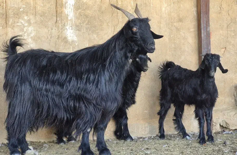 دو راس بز دوکهره ای  دوباره آبستن|حیوانات مزرعه|کوار, |دیوار