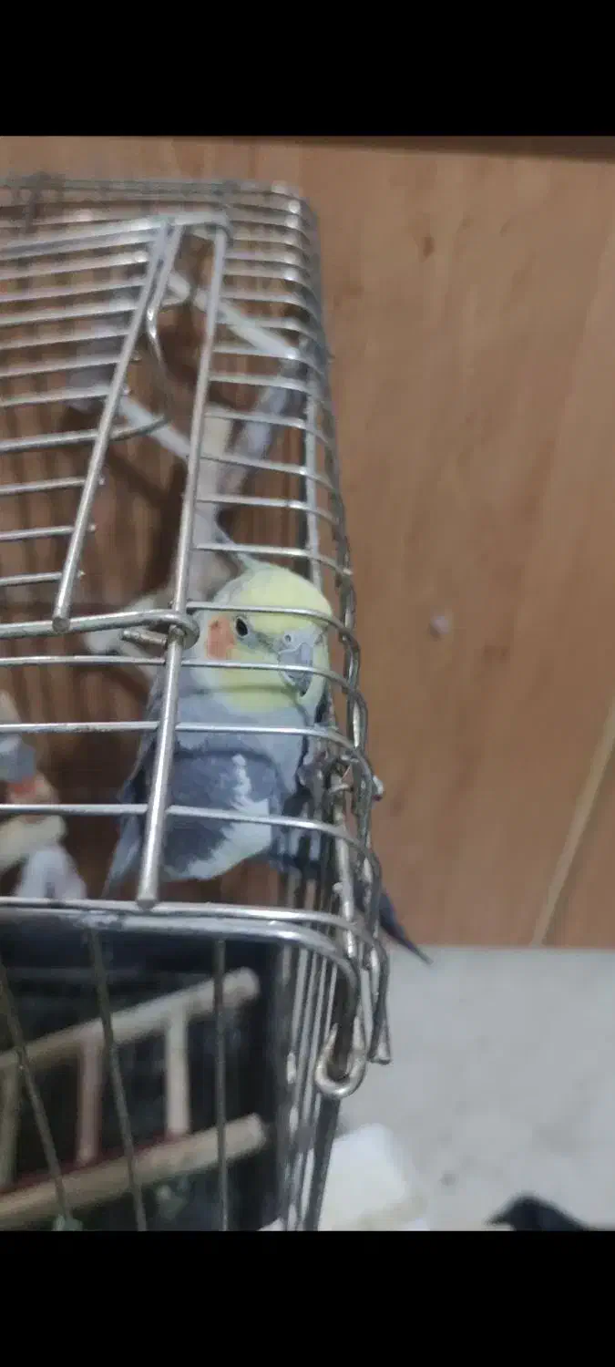 یک جفت عروس هلندی با قفس|پرنده|تهران, شمس‌آباد|دیوار