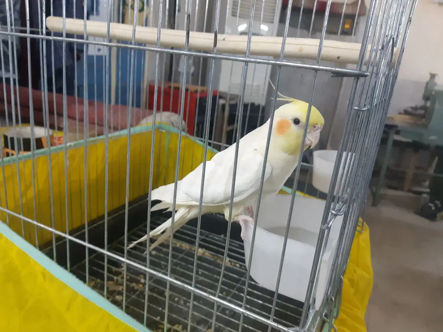 عروس هلندی|پرنده|ری, جوانمرد قصاب|دیوار