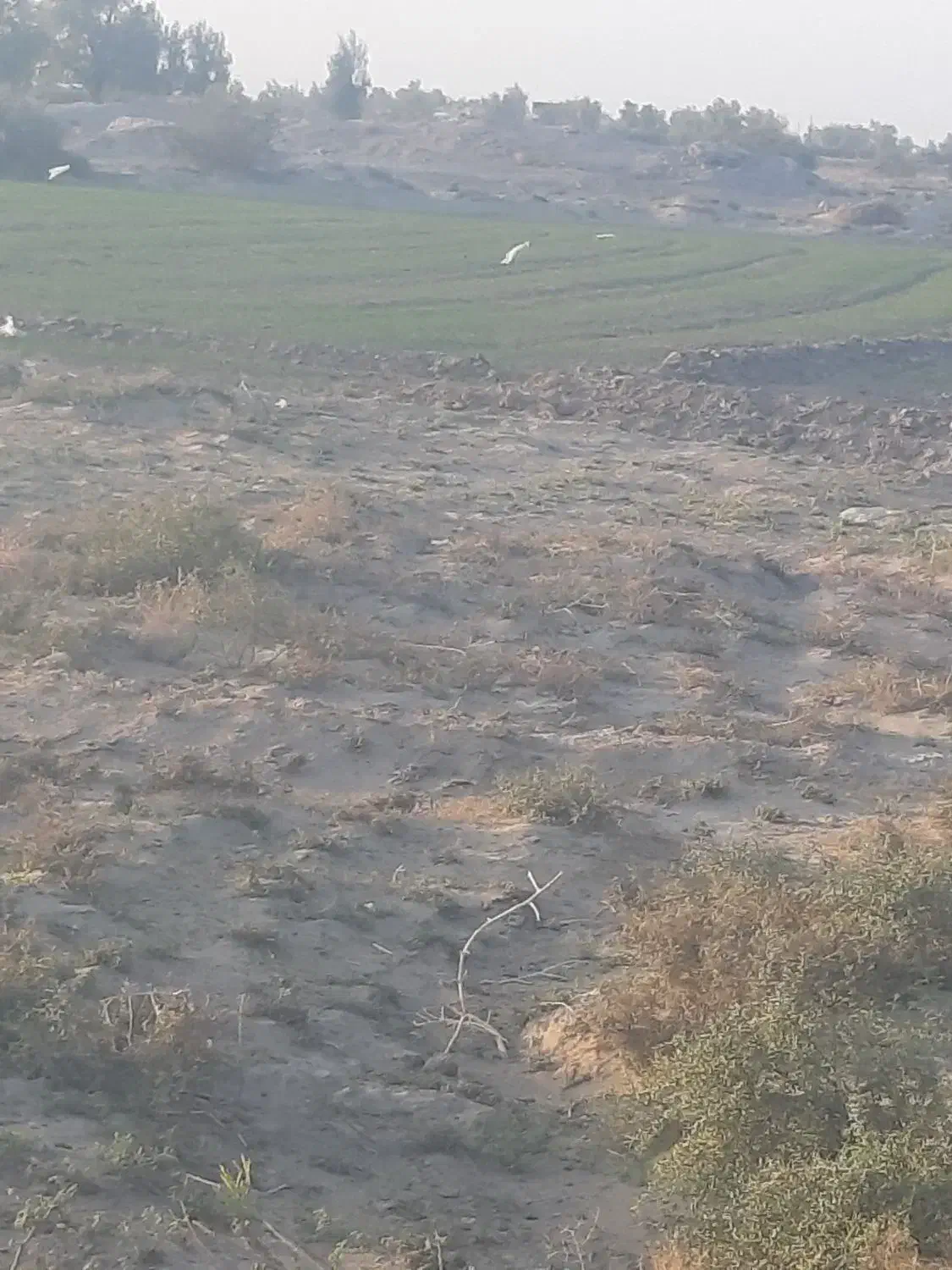 ۱۲ من زمین کشاورزی|اجارهٔ دفتر صنعتی، کشاورزی، تجاری|زابل, |دیوار