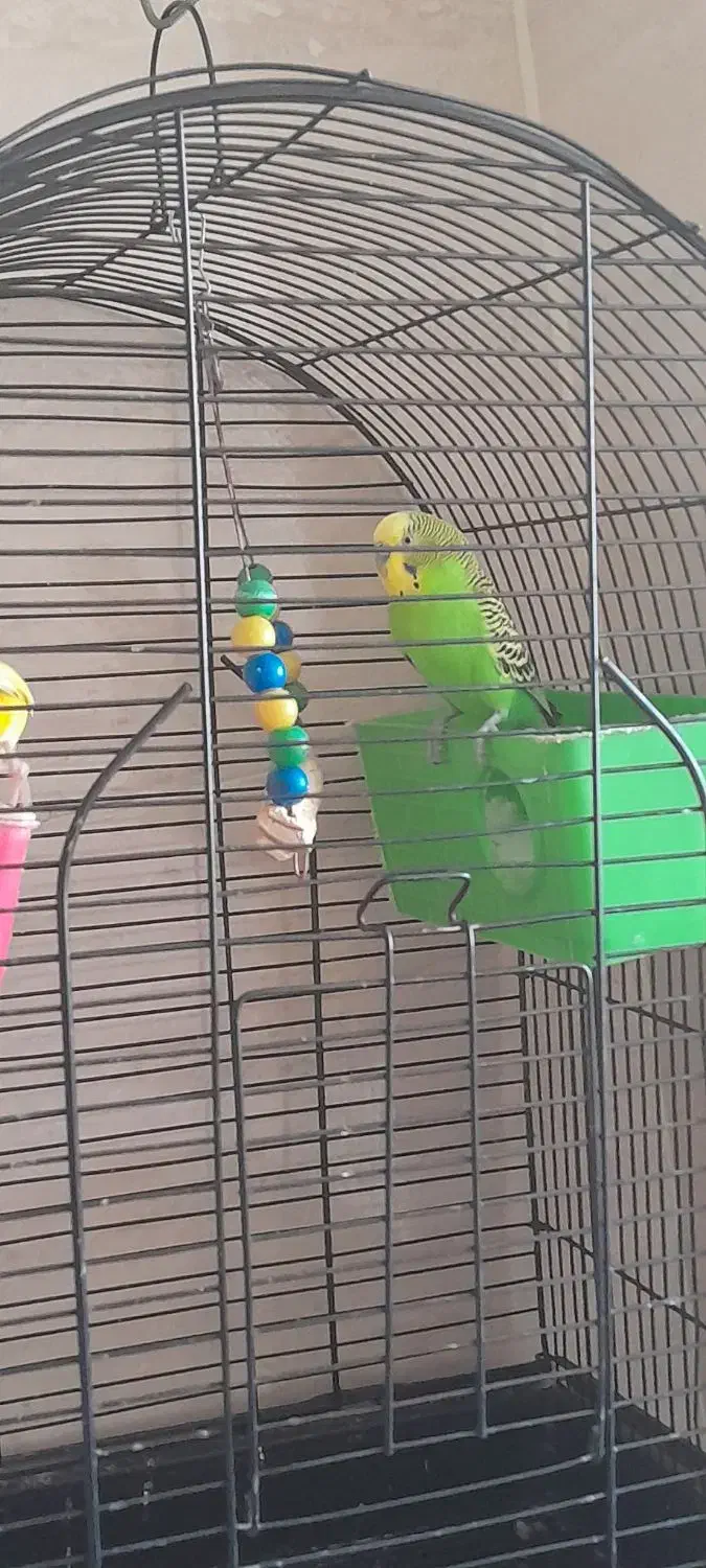 مرغ عشق فروش فوری|پرنده|سنندج, |دیوار