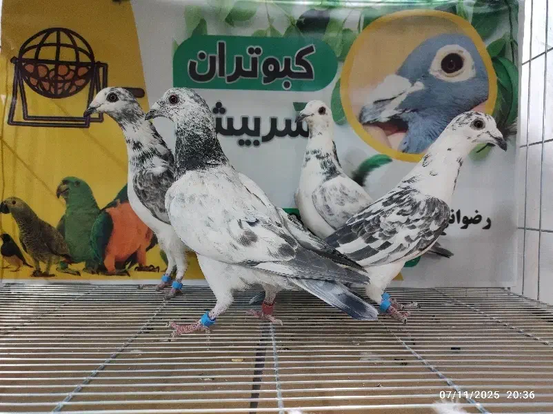 کبوتر شهرستانی|پرنده|سربیشه, |دیوار