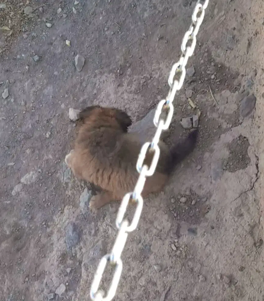 توله سگ پودل شیتزو|سگ|تفرش, |دیوار