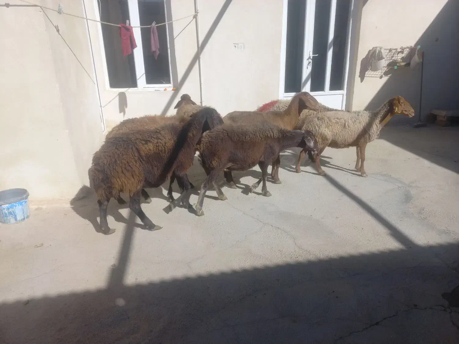 میش داشتی|حیوانات مزرعه|کلیائی, |دیوار