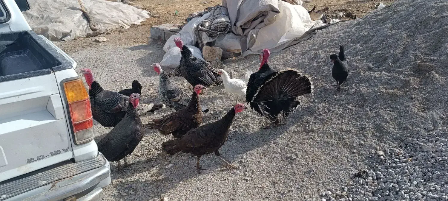 بوقلمون|حیوانات مزرعه|ماهیدشت, |دیوار