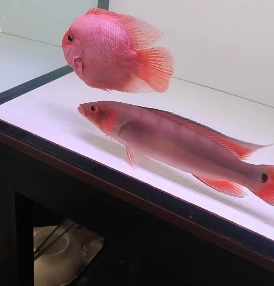 رد پایک اتاباپو|ماهی|مشکین‌دشت, |دیوار