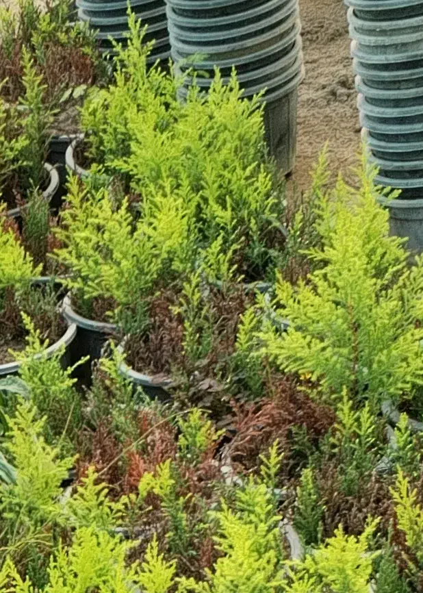 گل و گیاه|گل و گیاه طبیعی|خرم‌آباد (تنکابن), |دیوار