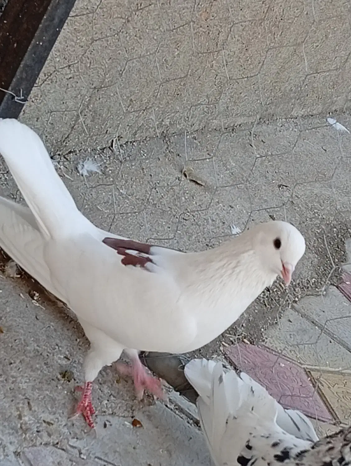 کبوتر|پرنده|شاهین دژ, |دیوار