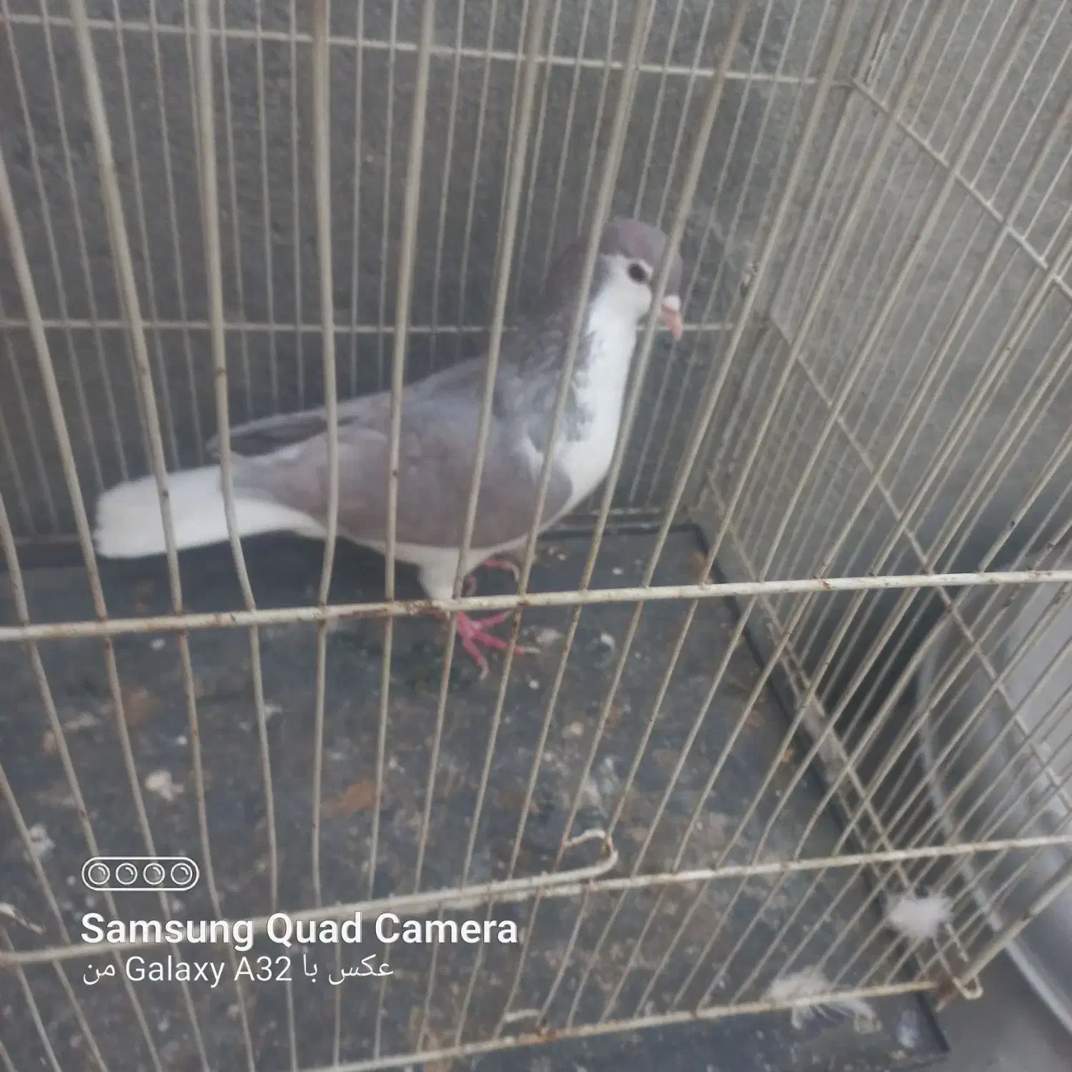 ۶تا کفتر قلمرو مقبول|پرنده|مشهد, هفده شهریور|دیوار