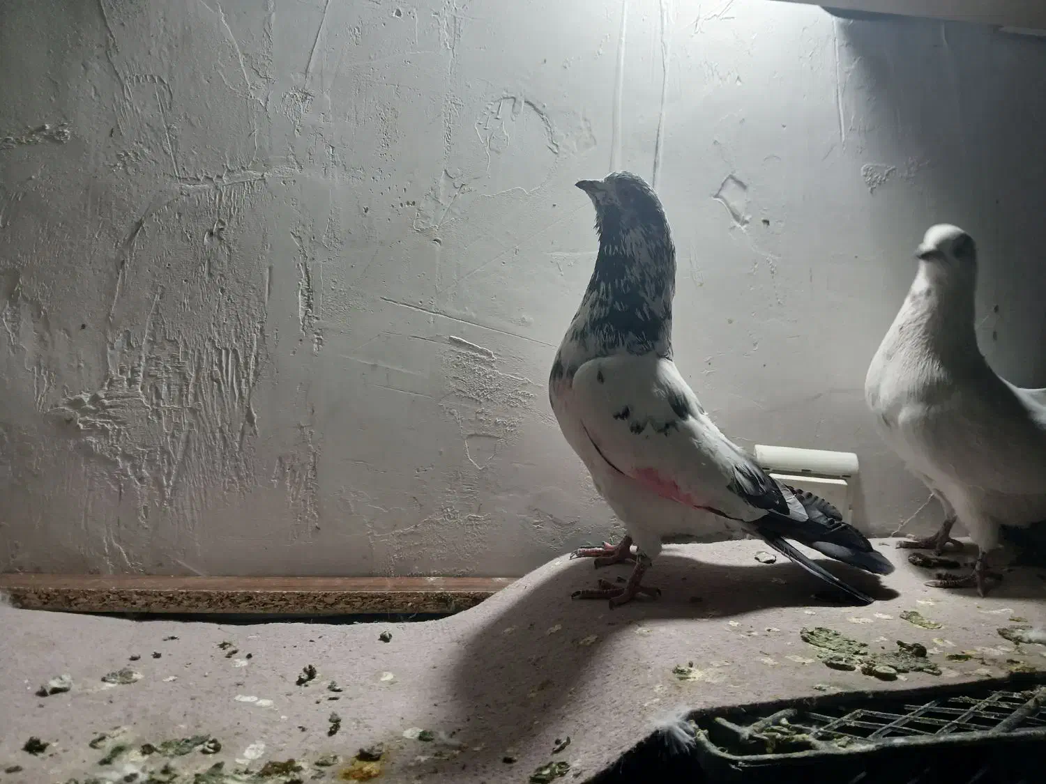 کفتر پرشی غریبگی|پرنده|گلستان (تهران), |دیوار