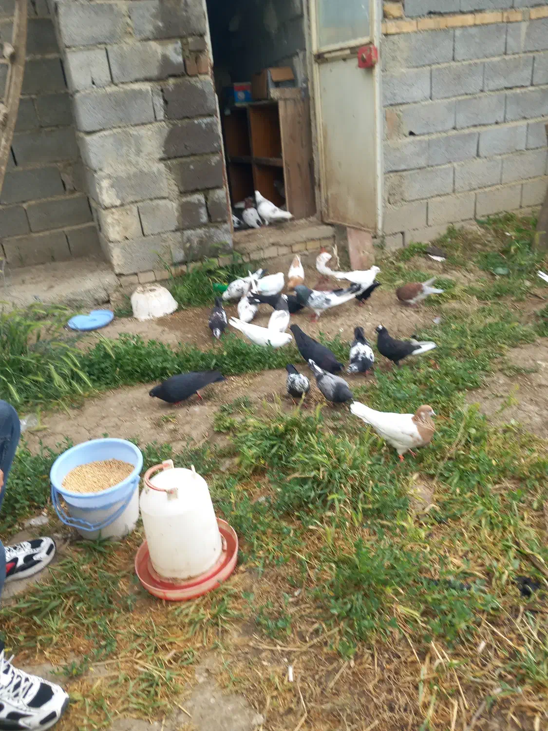 یک لانه کبوتر|پرنده|نوشین شهر, |دیوار