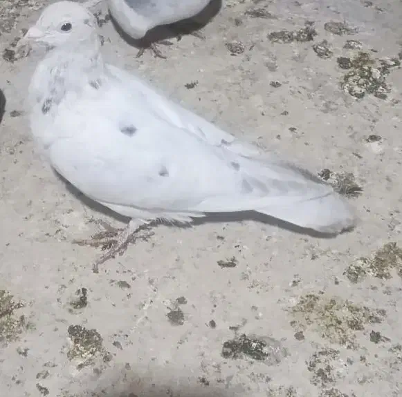 هفت رنگ|پرنده|سبزوار, میدان بار|دیوار