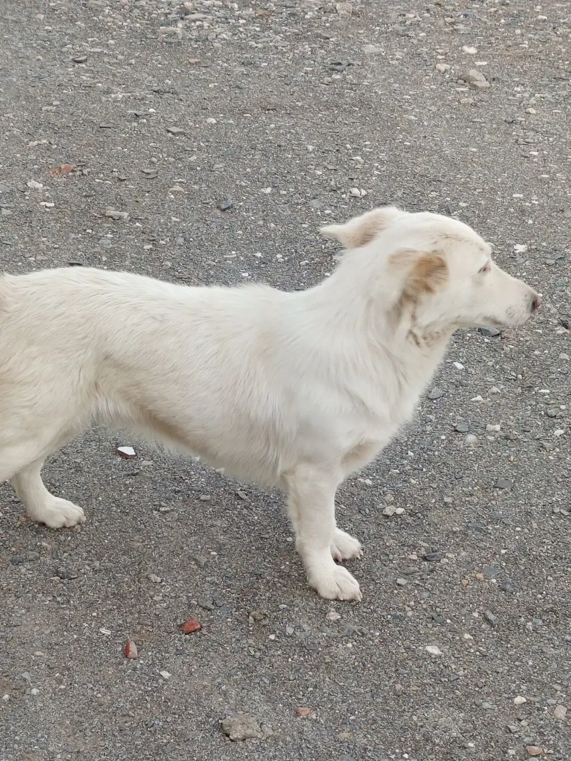 سگ مادی|سگ|زاهدان, |دیوار