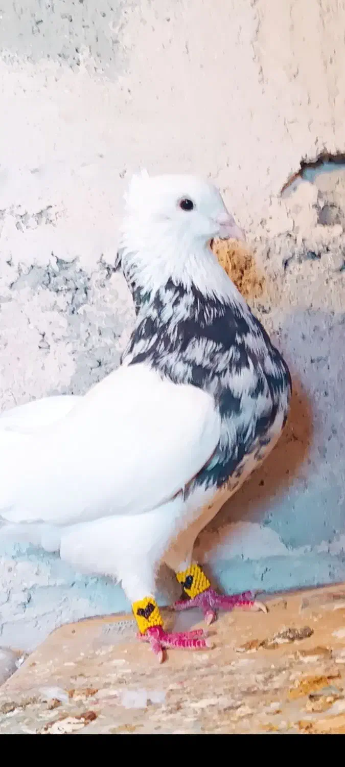 طوقی|پرنده|خاتم, |دیوار