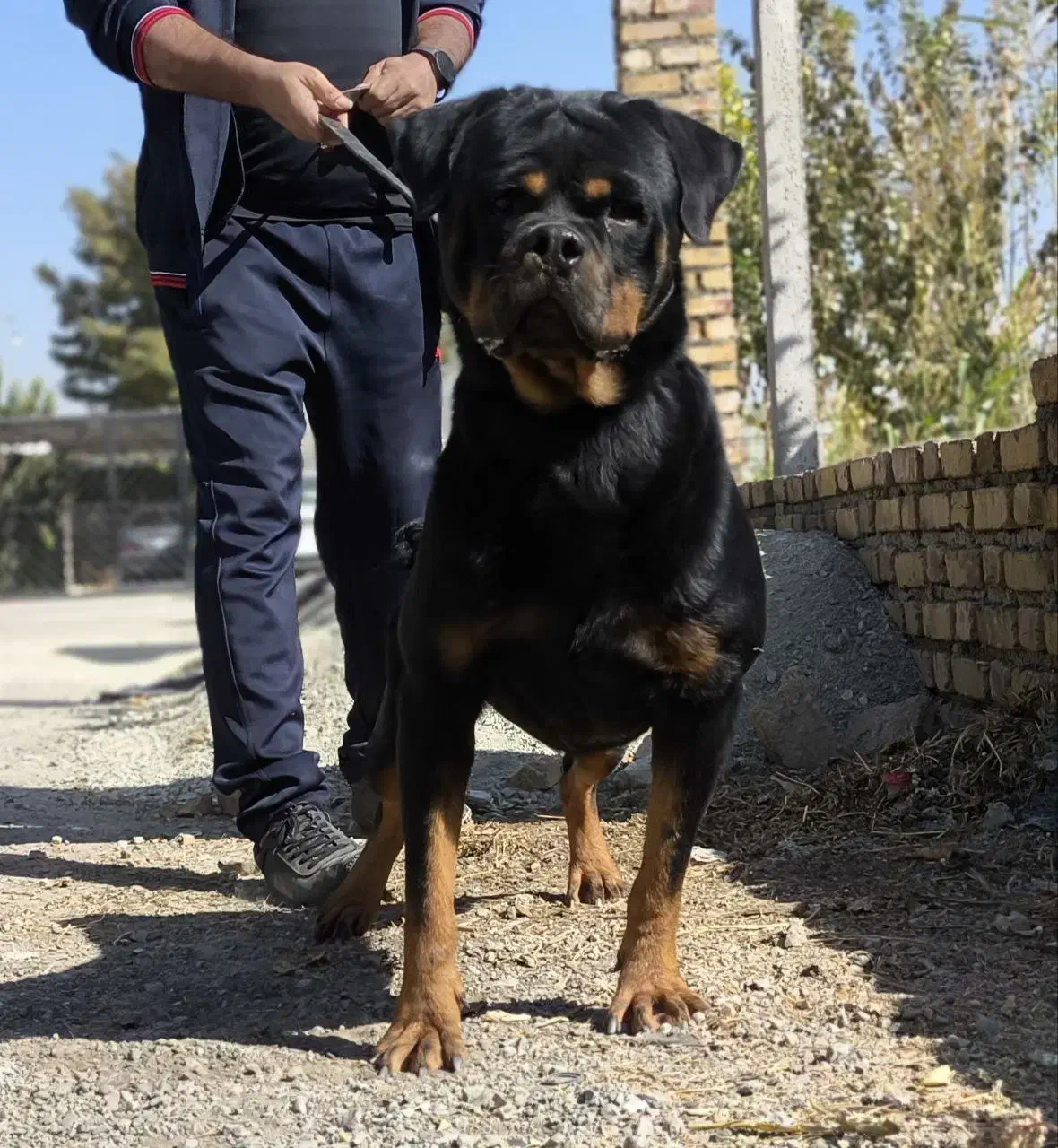 روت وایلر اصیل|سگ|کرج, جهان‌شهر|دیوار