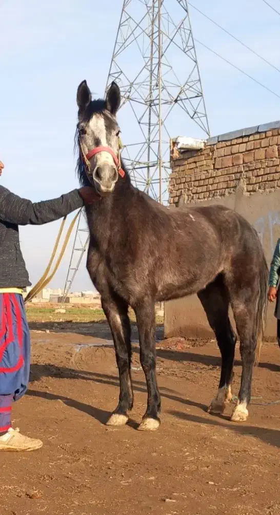 ۴ تا مادیان|اسب و تجهیزات اسب‌سواری|مینودشت, |دیوار