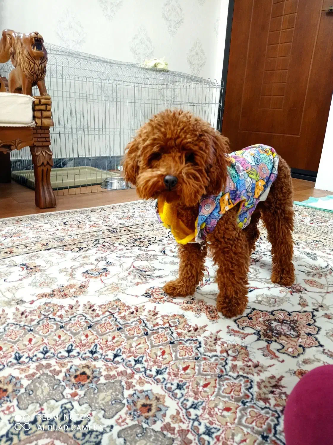 سگ پودل|سگ|اراک, |دیوار