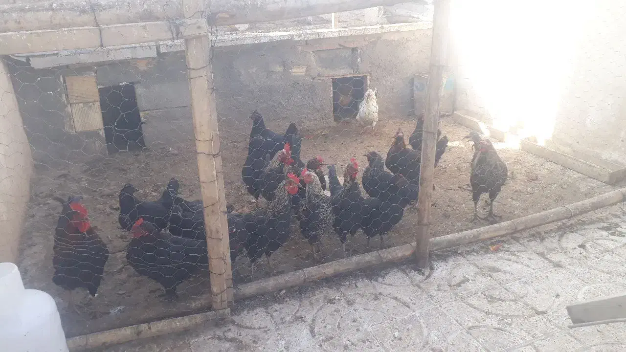 فروش تعداد مرغ خروس|پرنده|جونقان, |دیوار