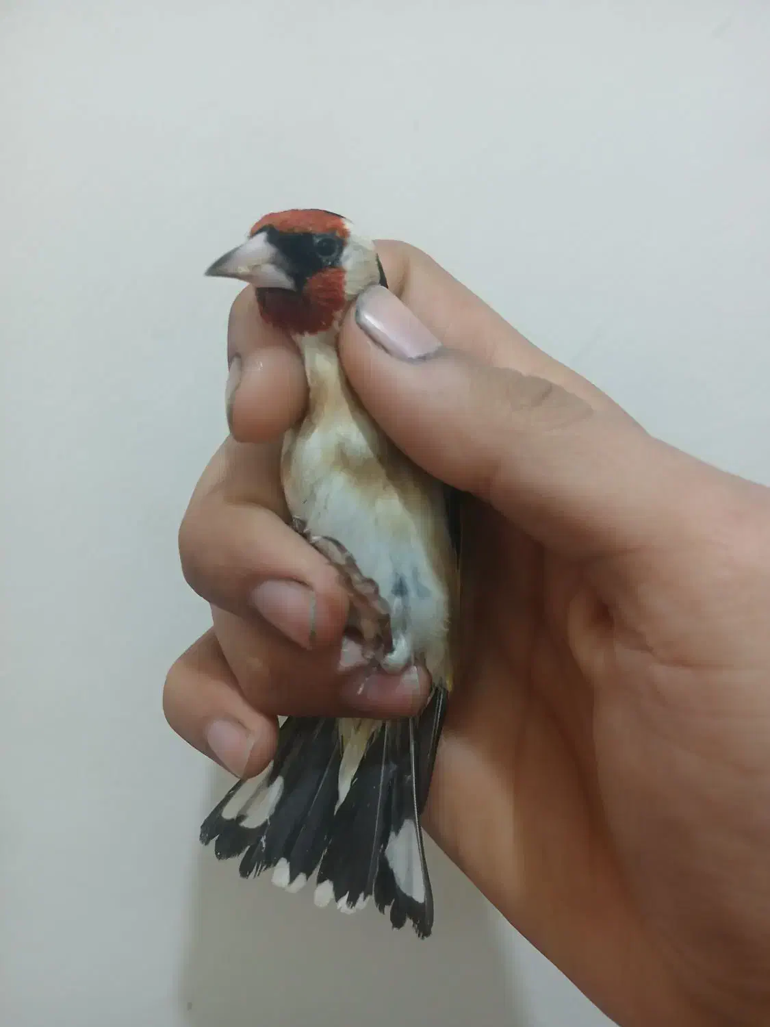 دو عدد سهره گردن کلفت|پرنده|ری, ولی آباد|دیوار