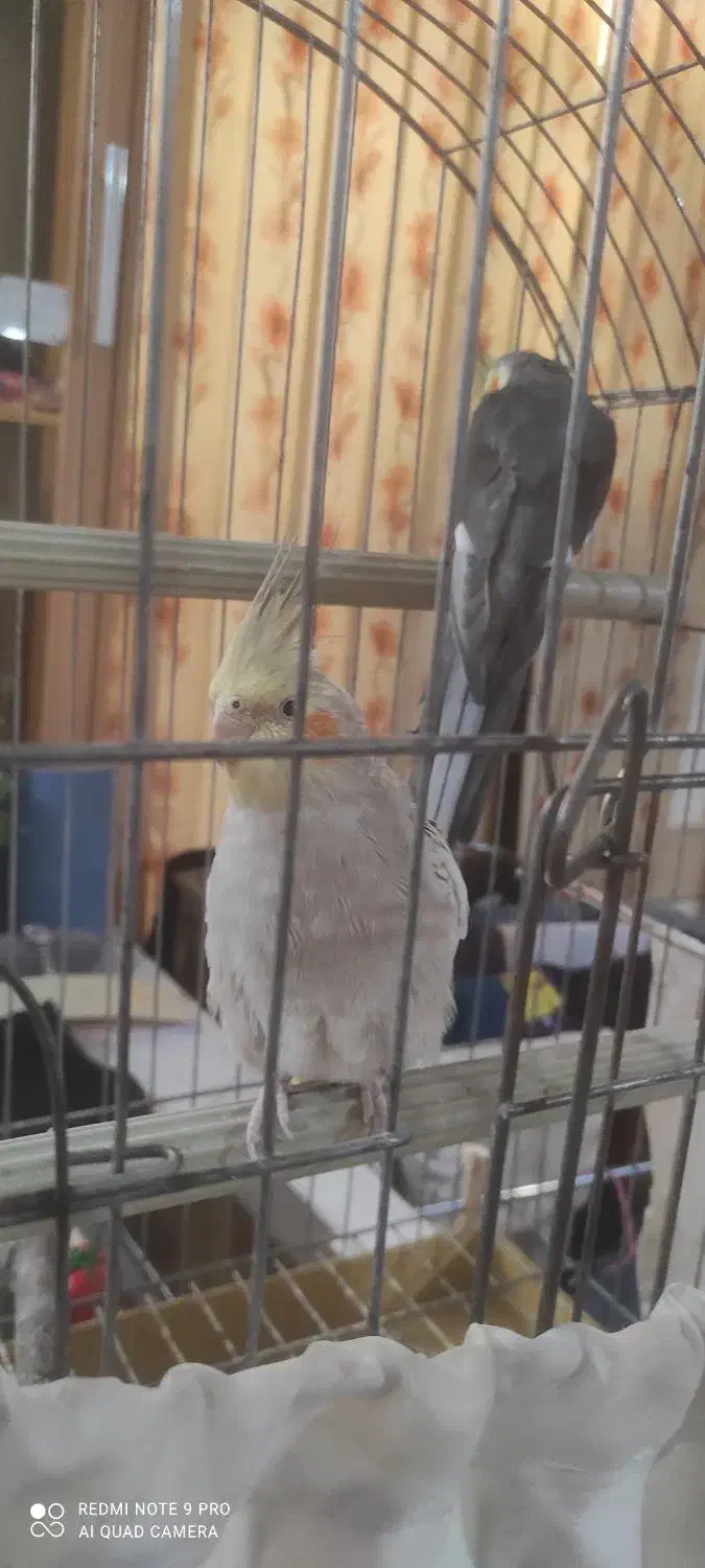 عروس هلندی سخنگو|پرنده|کاشان, درب اصفهان|دیوار