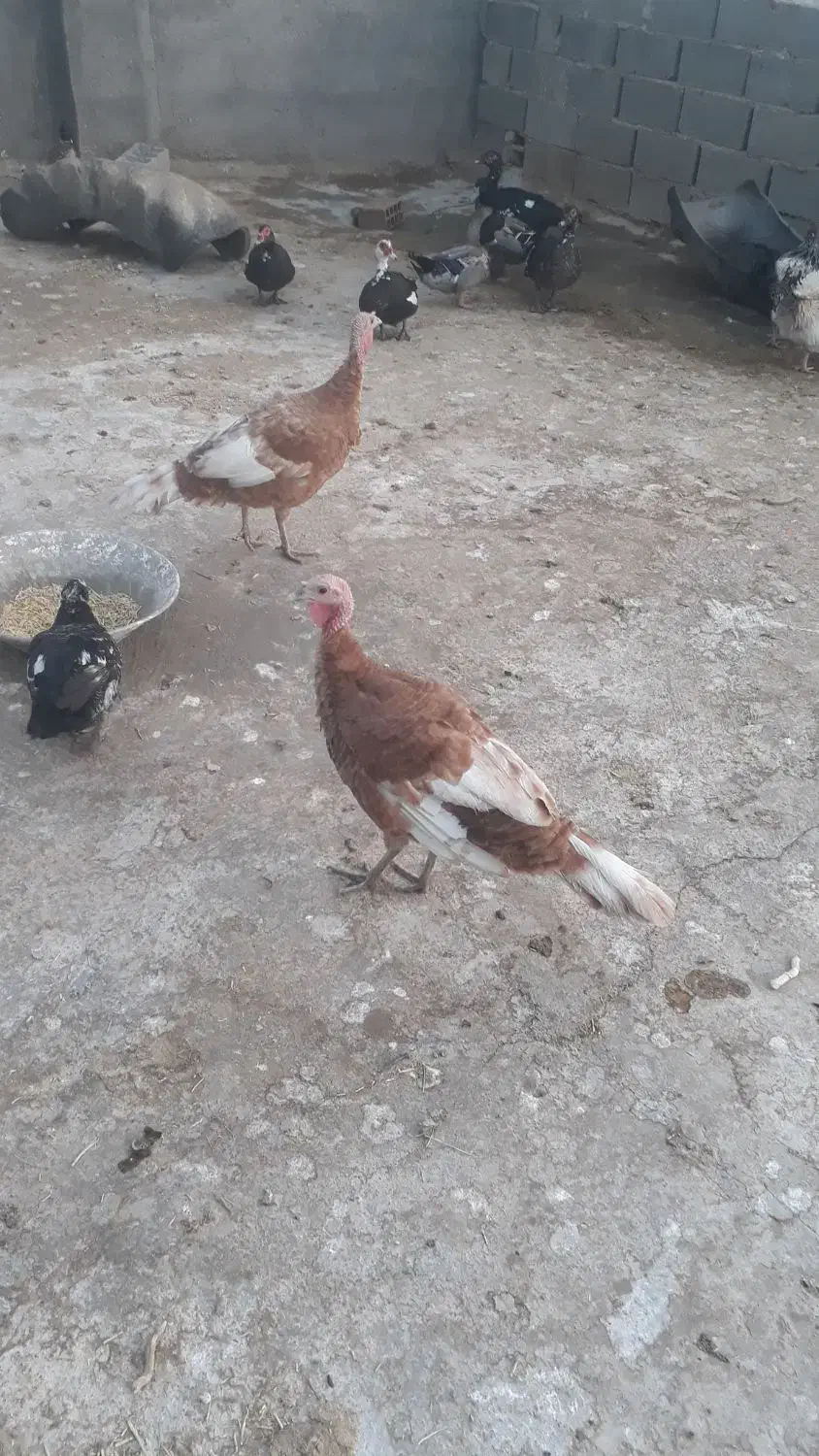 بوقلمون ماده برنز و بوربور|حیوانات مزرعه|کوهدشت, |دیوار