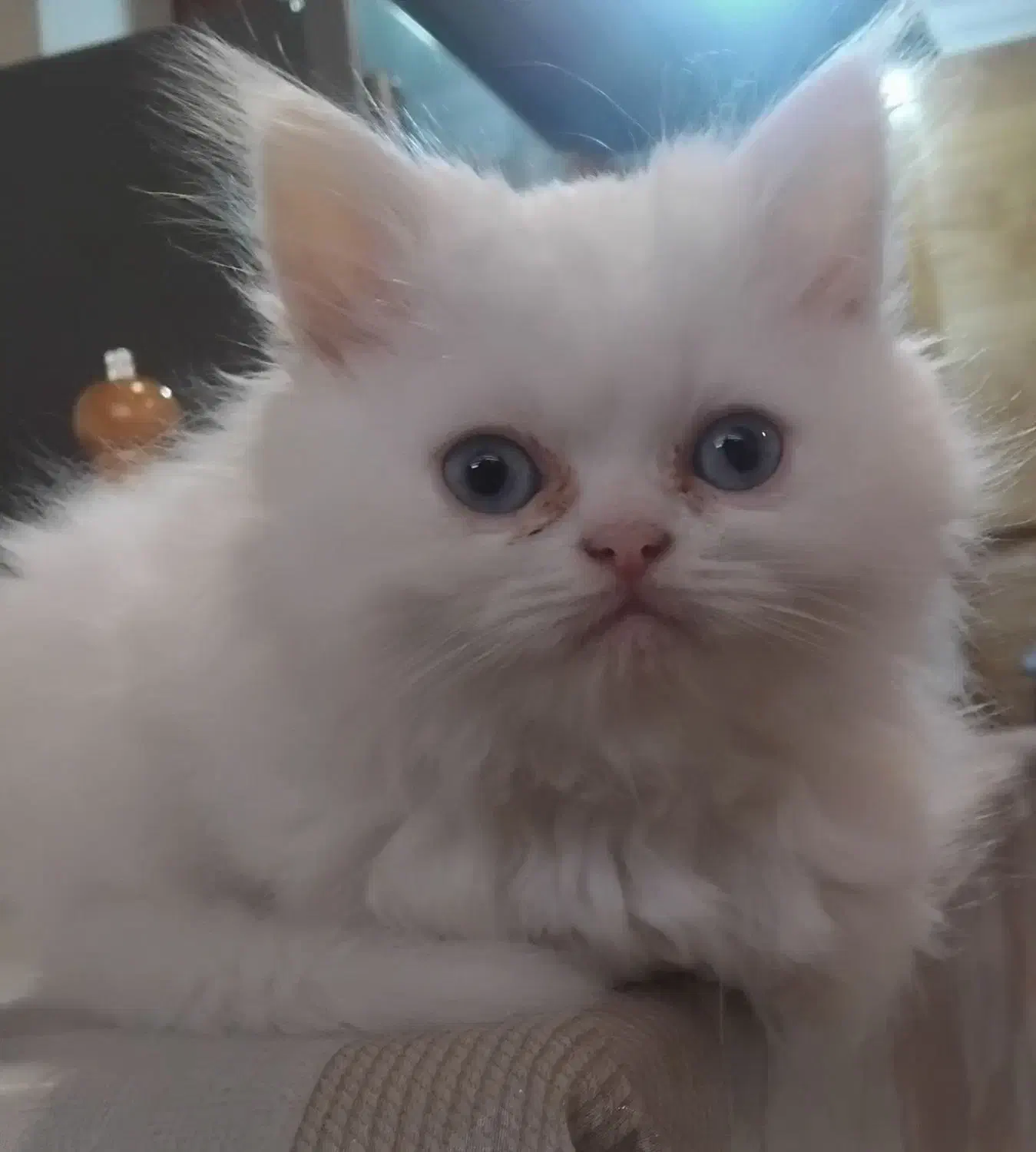 گربه بریتیش|گربه|رشت, استادسرا|دیوار