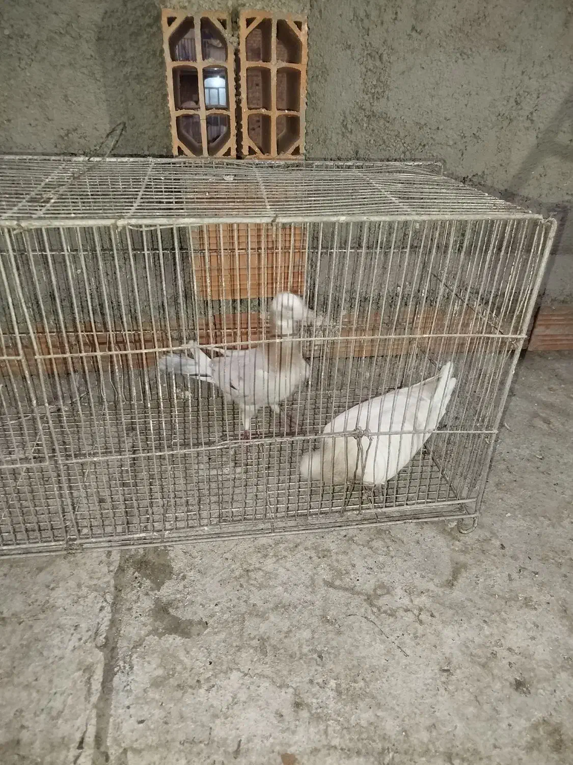 کفتر کبوتر غریب گیری|پرنده|بومهن, |دیوار