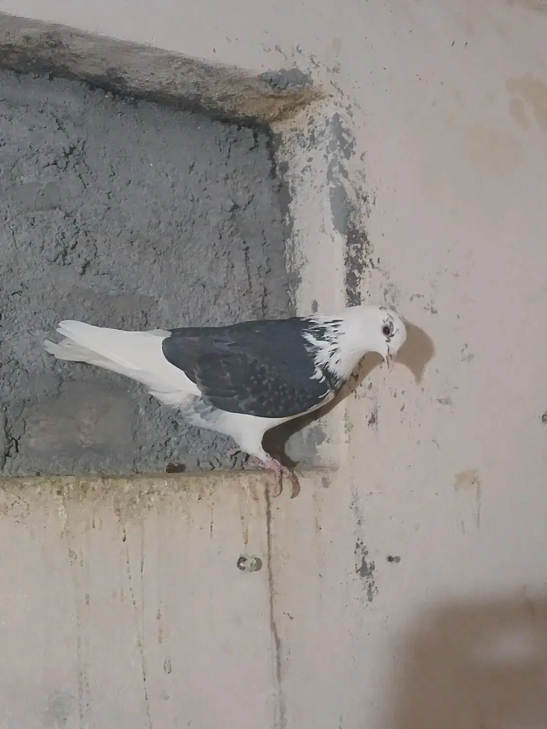 سه عدد ماده|پرنده|کرمان, |دیوار