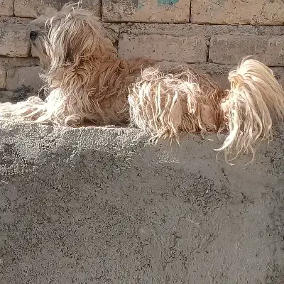 یه عدد پاپی ماده|سگ|پیر بکران, |دیوار